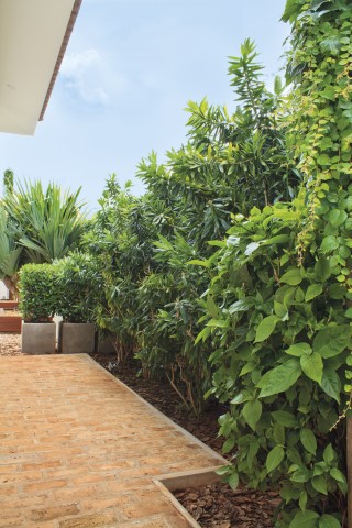 Na lateral dos quartos, o verde se faz presente recobrindo o muro com Falsa-Vinha e Pleomele-Verde. Vasos de cimento e Clúsias limitam a passagem, aumentando ainda mais a privacidade