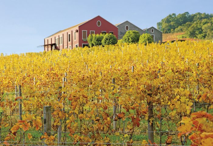O Ecomuseu da Cultura do Vinho, da Vinícola Dal Pizzol, é possível fazer uma degustação com olhos vendados, conhecer uma enoteca com garrafas históricas e caminhar entre árvores, pavões, gansos e cisnes.