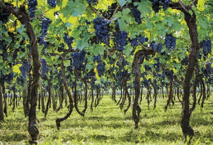 Na época da vindima, de janeiro a março, algumas vinícolas deixam o visitante colher as uvas e pisá-las como antigamente ao som de música típica italiana. A festa inclui piqueniques e é muito animada, principalmente no Vale do Rio das Antas