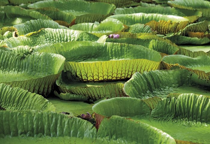 Acima, o Jardim Botânico, um dos mais bonitos do mundo