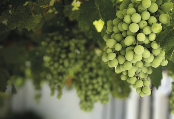 O vinho verde se destaca pelo seu perfil aromático, frescor e original - Revista InterArq | Arquitetura, Decoração, Design, Paisagismo e Lifestyle