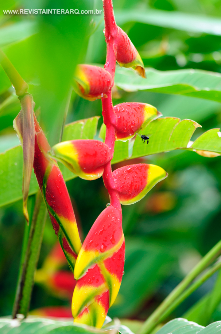 Helicônia ou Bananeira-Ornamental (Heliconia rostrata)