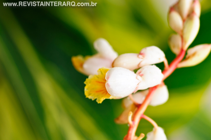orquídeas brancas