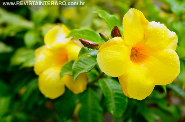 rosas amarelas, plantas