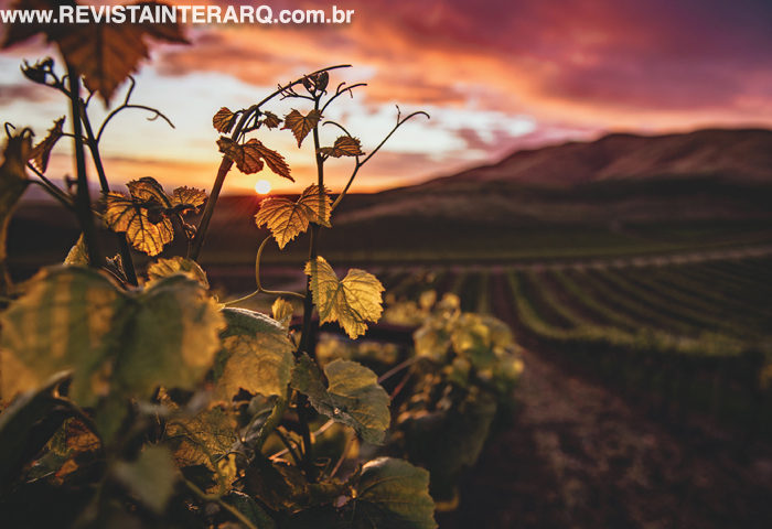 Sabores únicos e marcantes definem o vinho Jerez - Revista InterArq | Arquitetura, Decoração, Design, Paisagismo e Lifestyle